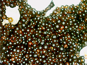 Ионообменная смола микс Ecvols SoftEx B30, обезжелезивание, удаление марганца, 1 литр